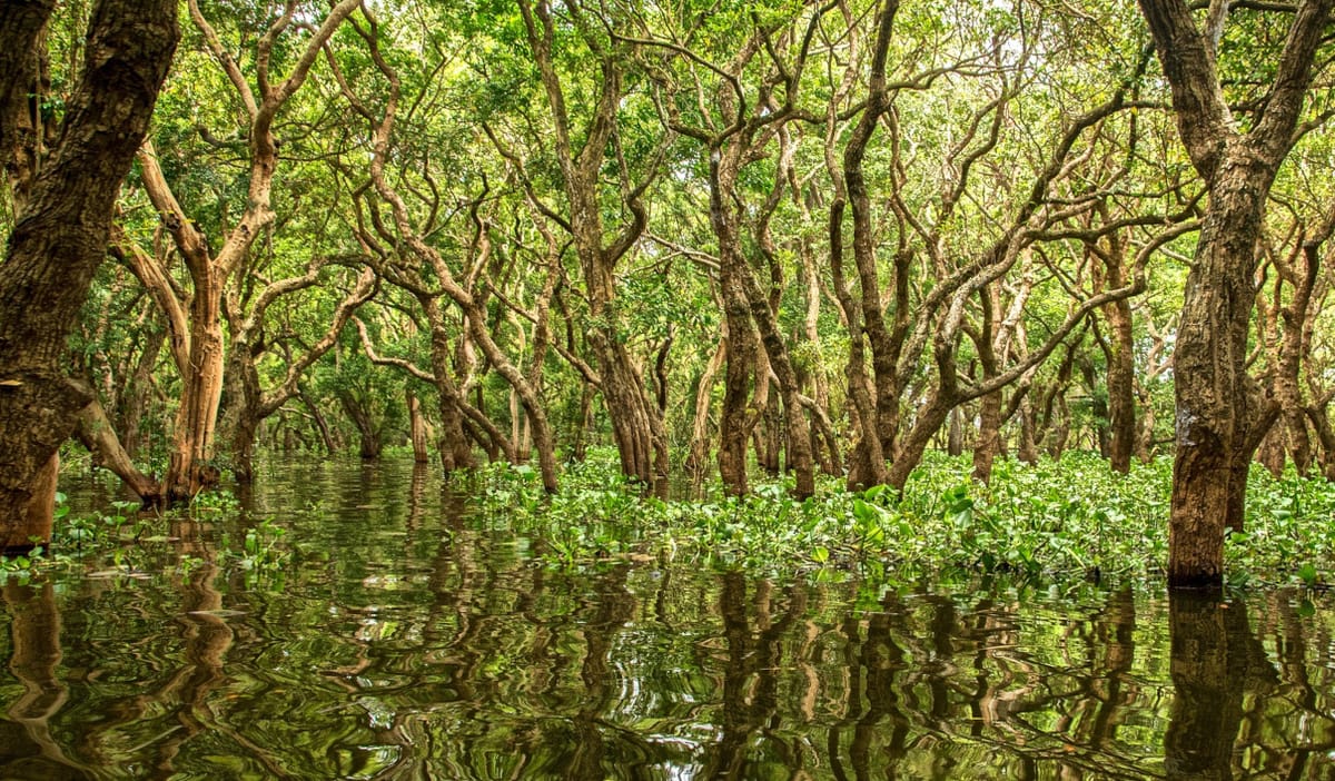 Pflanzen als Schlüsselarten: Eiche und Mangroven