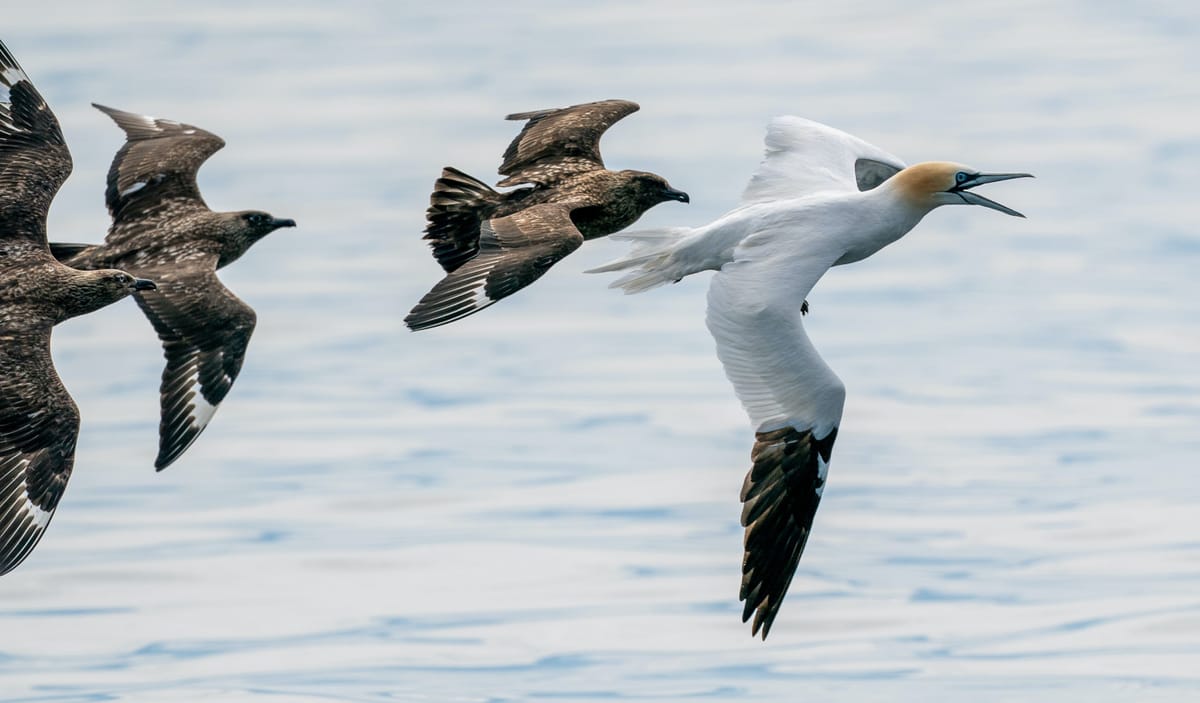 Vogelgrippe gelangt durch Zugvögel in die Antarktis