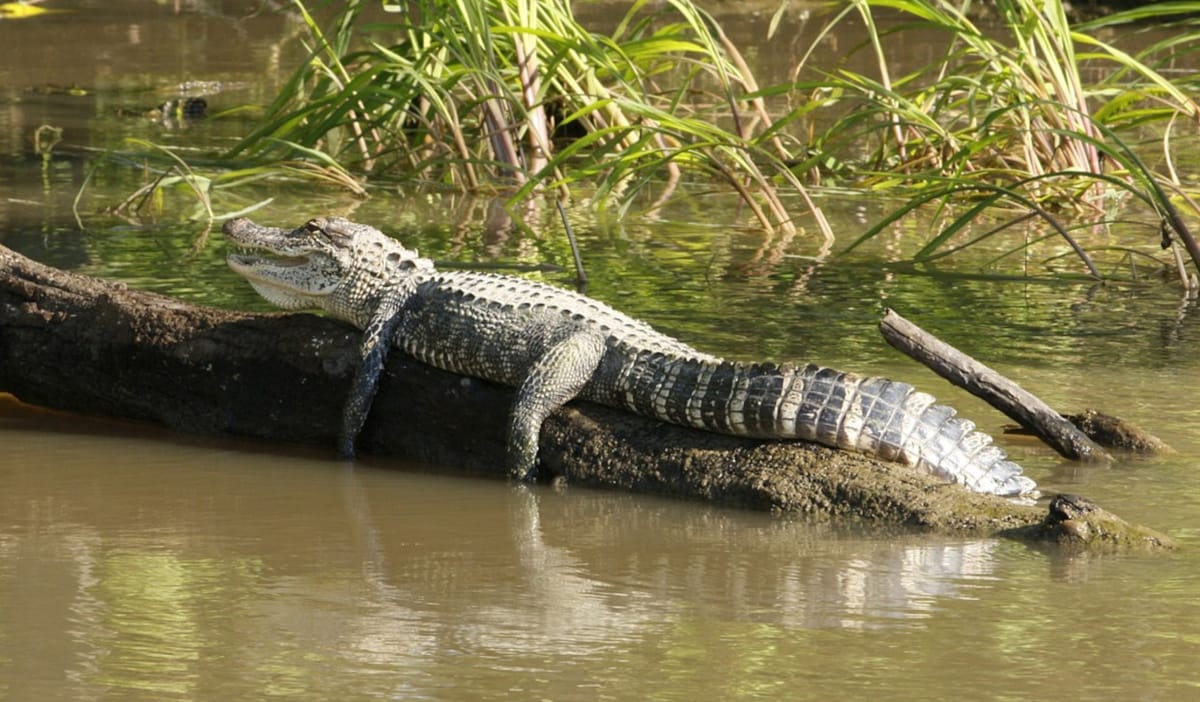 Um die Krokodile steht es schlecht