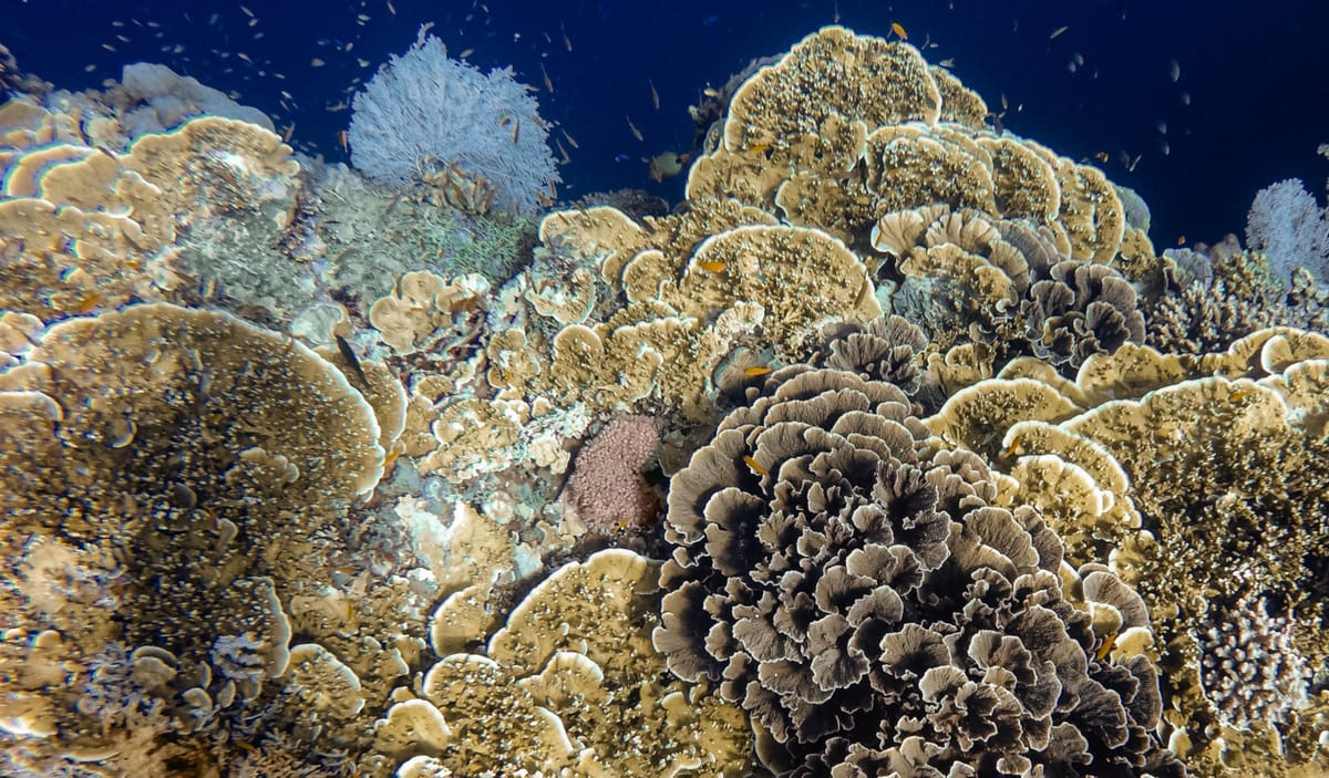 Neu entdeckt: Das grösste Kaltwasser-Korallenriff
