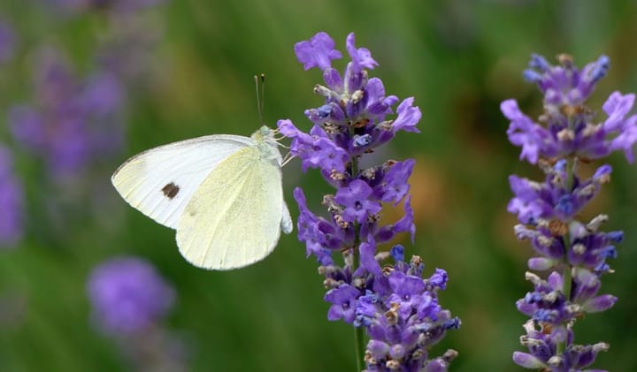 Der ganzjährig bewohnbare Naturgarten