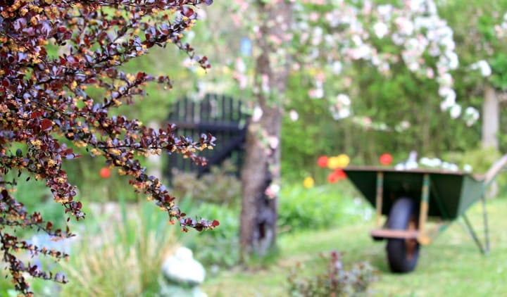Ratgeber: Der Naturgarten im April