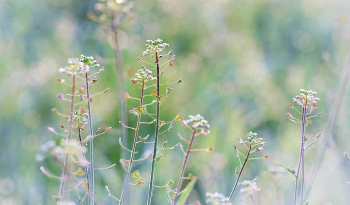 Ratgeber: Der Naturgarten im Mai