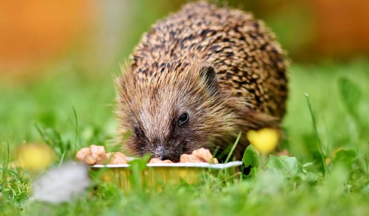 Auch Tiere zieht es in die Stadt