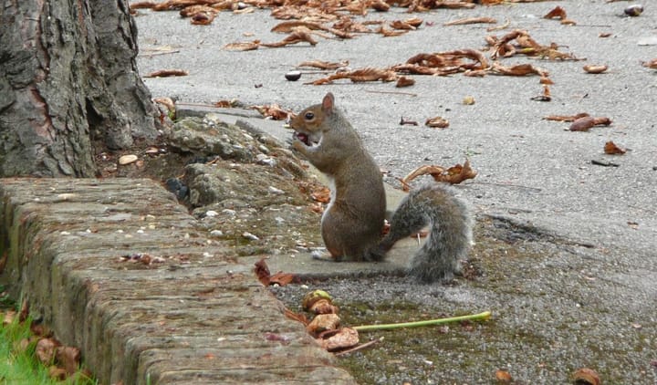 Wenn Tiere Städte planen würden