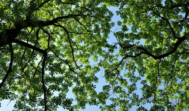 Unsere grünen Klimaanlagen
