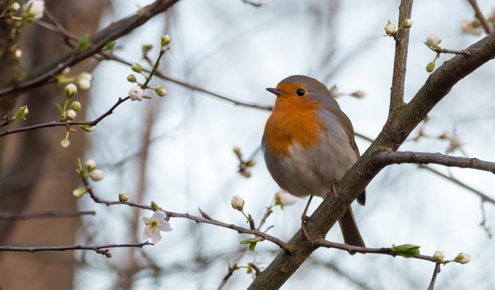 Ratgeber: Vögel füttern im Winter