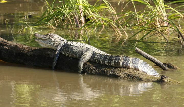 Krokodil auf einem Baumstamm im Fluss.