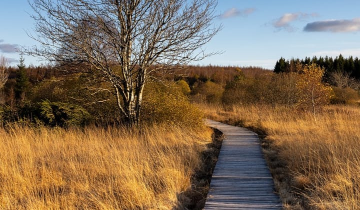 Hochmoor mit Weg