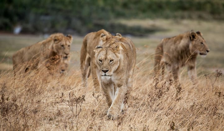 Vier weibliche Löwen
