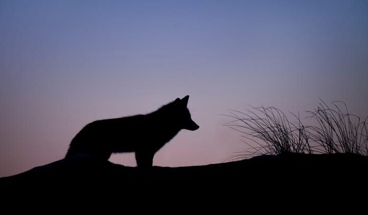 Silhouette von einem Fuchs der auf einer Sanddüne steht