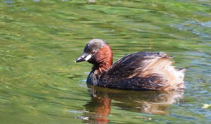 Vogel: Zwergtaucher