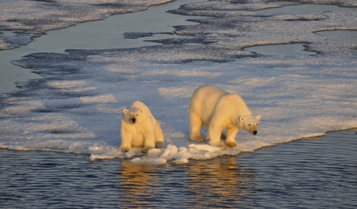 zwei Eisbären auf Eis am Wasser
